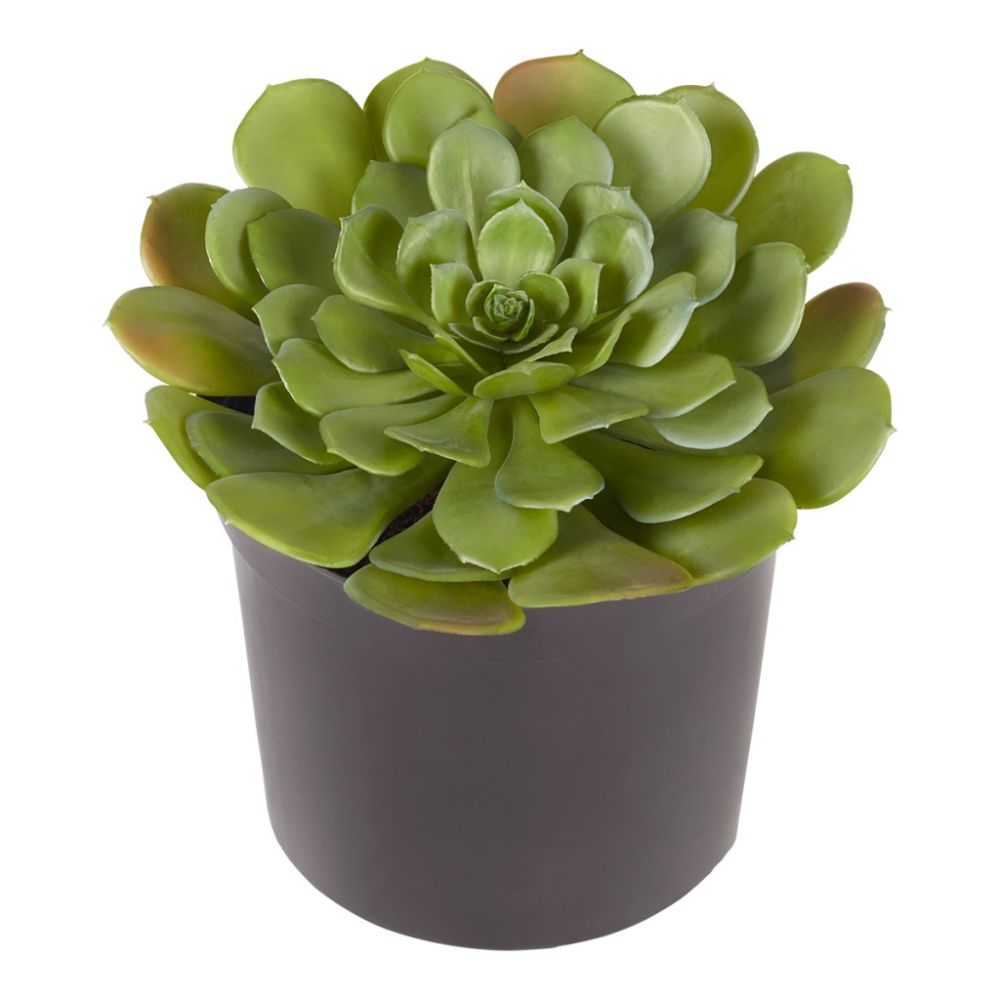 SUCCULENT POTTED